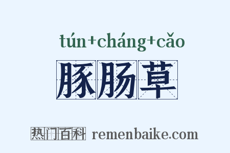 豚肠草是什么意思的图片